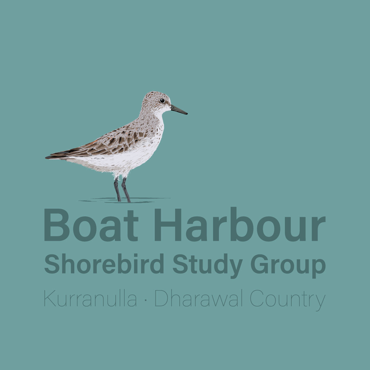 Boat Harbour Shorebirds