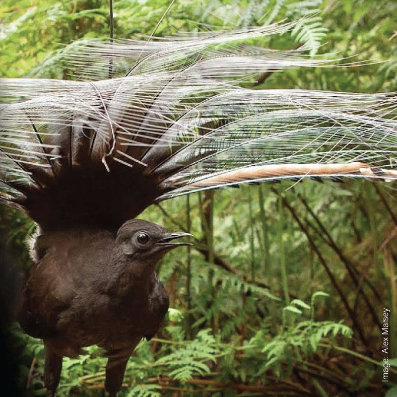 Sydney Lyrebird Tour