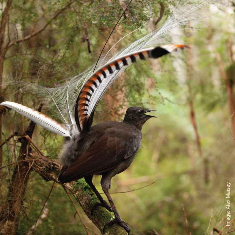 Sydney Lyrebird Tour